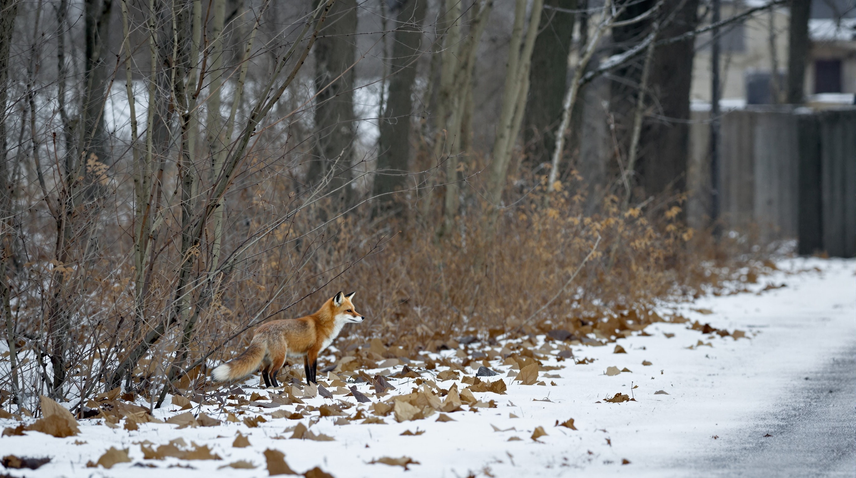 A red fox standing at the edge of bare woodland where a suburban subdivision begins