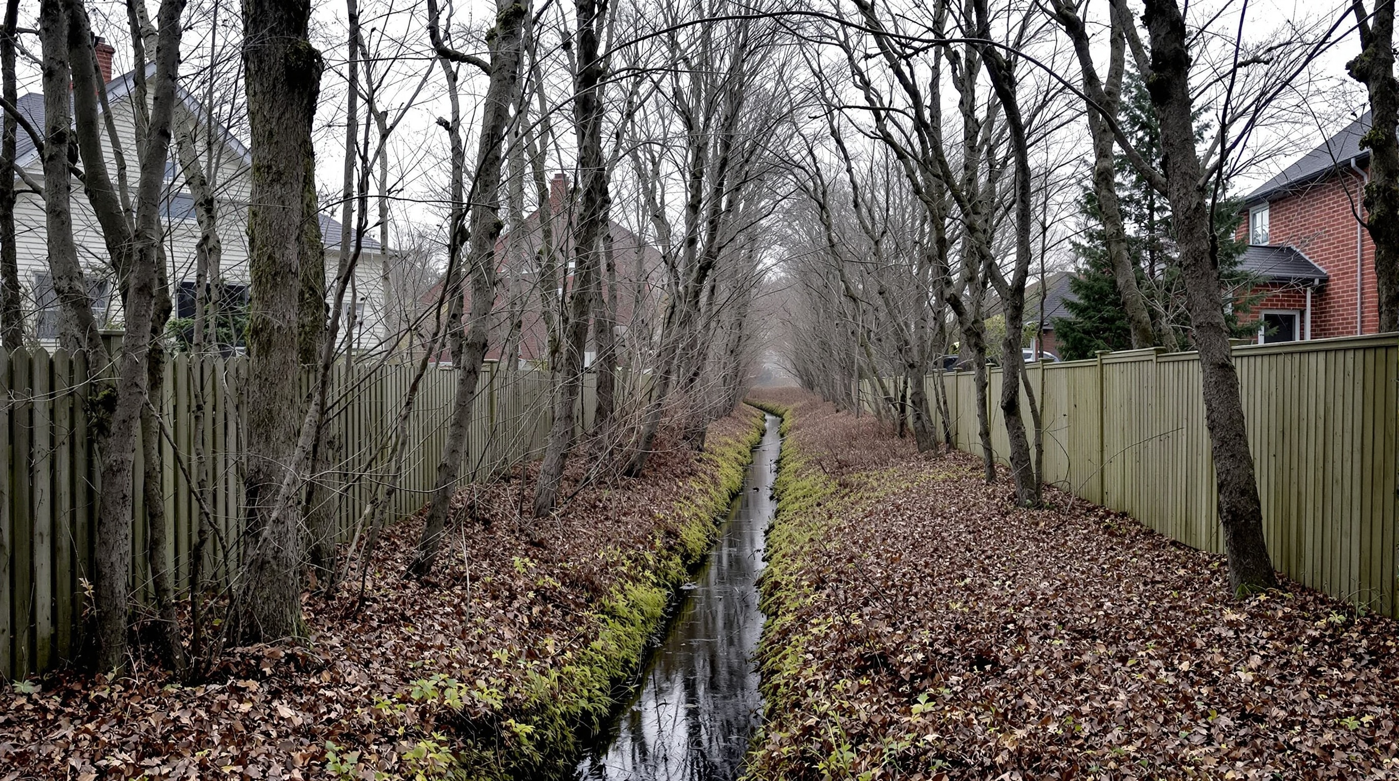 A wooded ravine corridor running between suburban backyards in early spring